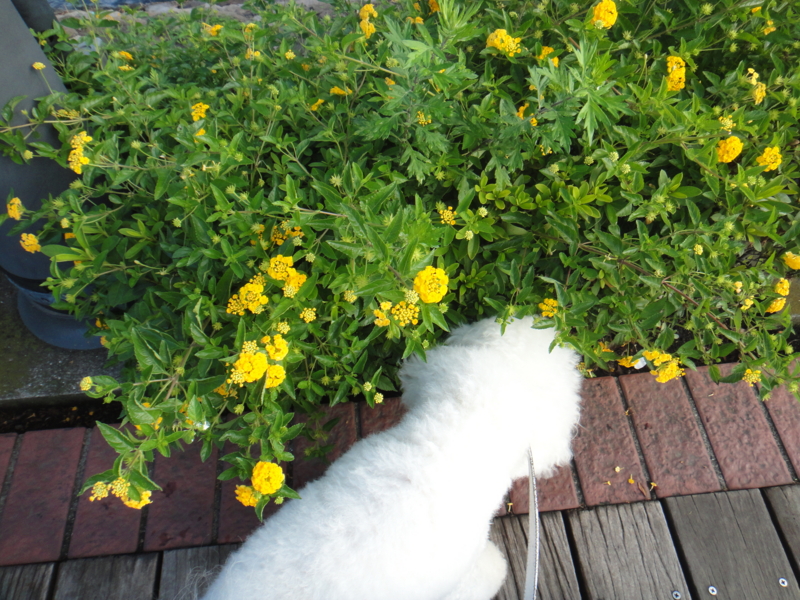f:id:cocochanman:20110831190639j:image:w500