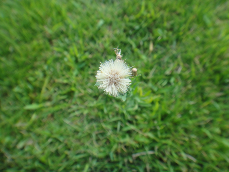 f:id:cocochanman:20110831192050j:image:w500