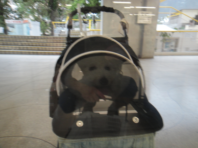 f:id:cocochanman:20110901045118j:image:w500