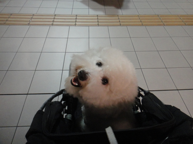 f:id:cocochanman:20110901060634j:image:w500