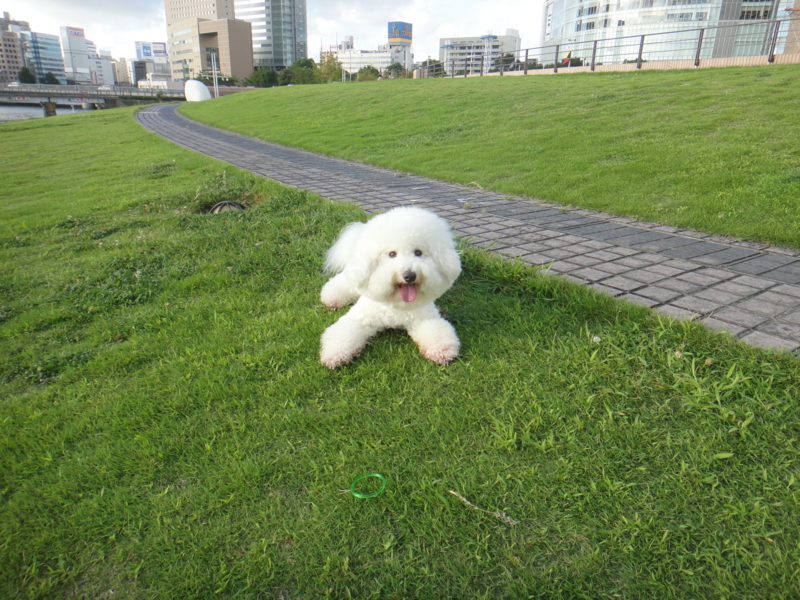 f:id:cocochanman:20110916192053j:image:w640