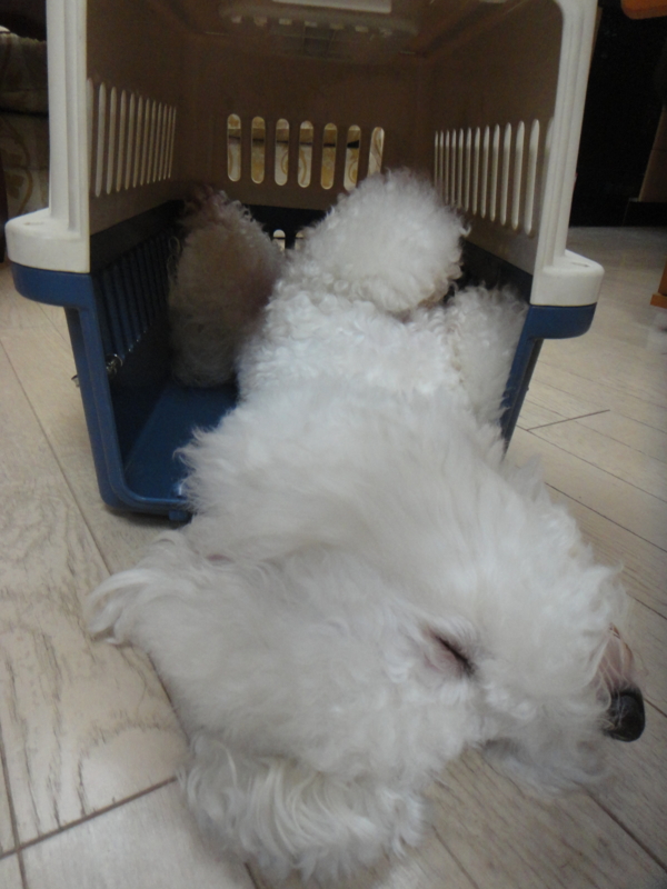f:id:cocochanman:20110918011018j:image:w640
