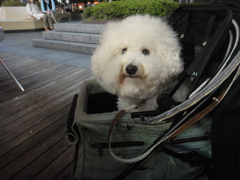 f:id:cocochanman:20110918061719j:image:w640