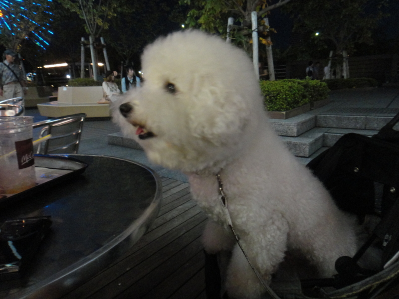 f:id:cocochanman:20110918061802j:image:w640