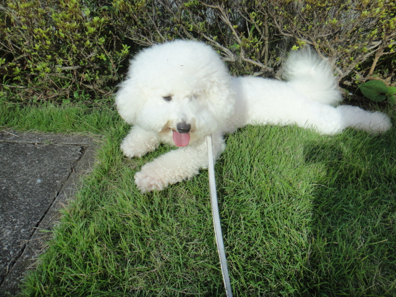 f:id:cocochanman:20110918195856j:image:w640