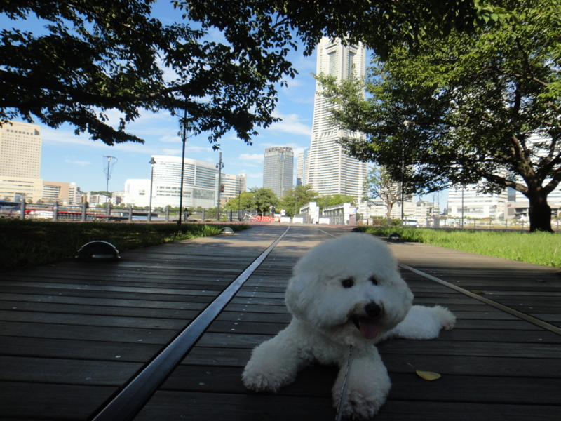 f:id:cocochanman:20110918201357j:image:w640