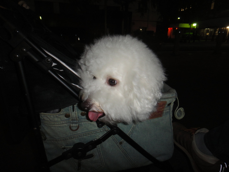 f:id:cocochanman:20111026051801j:image:w360:right