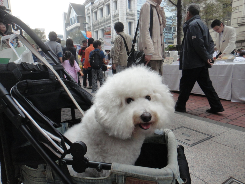 f:id:cocochanman:20111104011626j:image:w500