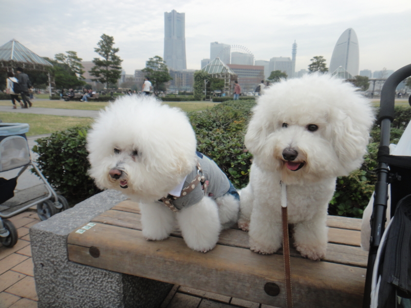 f:id:cocochanman:20111104025333j:image:w500