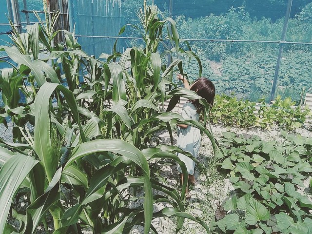 f:id:cocohuglife:20180722212233j:image