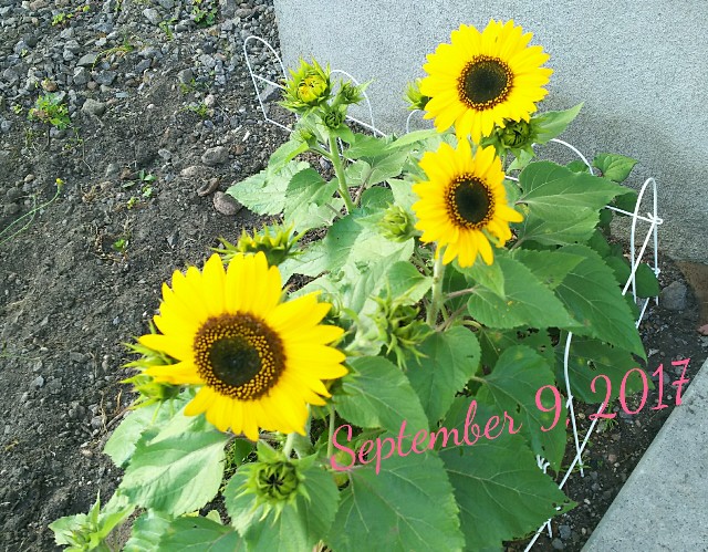 f:id:cocokarakirakira:20170909185641j:image f:id:cocokarakirakira:20170909185641j:image