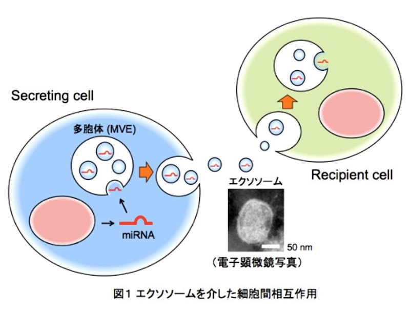 f:id:cocolchehan:20210814114916j:plain