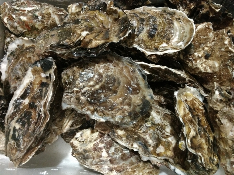 f:id:cocolog-nifty:20171016145704j:plain