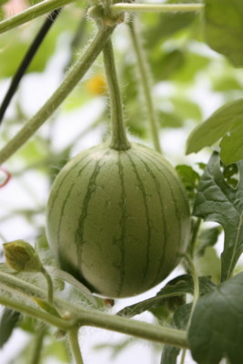 f:id:coconico:20120608111141j:image f:id:coconico:20120608111141j:image
