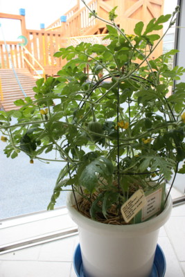 f:id:coconico:20120608111409j:image f:id:coconico:20120608111409j:image