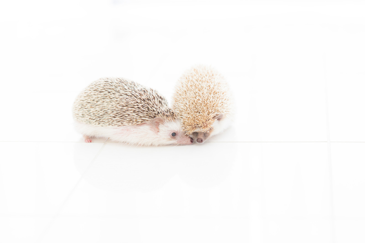 f:id:coconokurashi:20191127165735j:plain