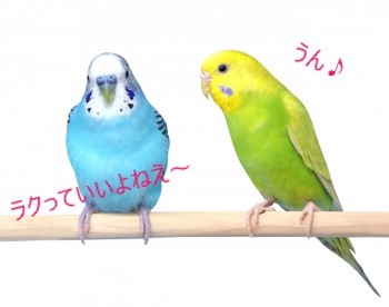 止まり木にとまっている２羽のセキセインコ