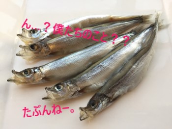 ４匹の子持ちししゃも