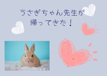 水色背景に茶色のうさぎ