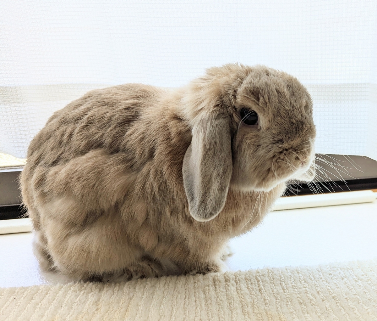 うさぎ