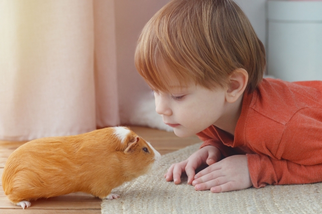モルモットと男の子