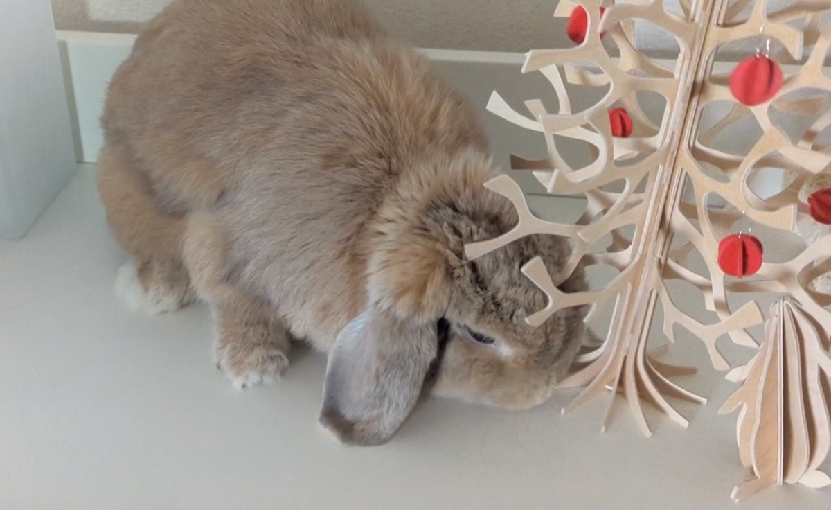 うさぎとクリスマスツリー