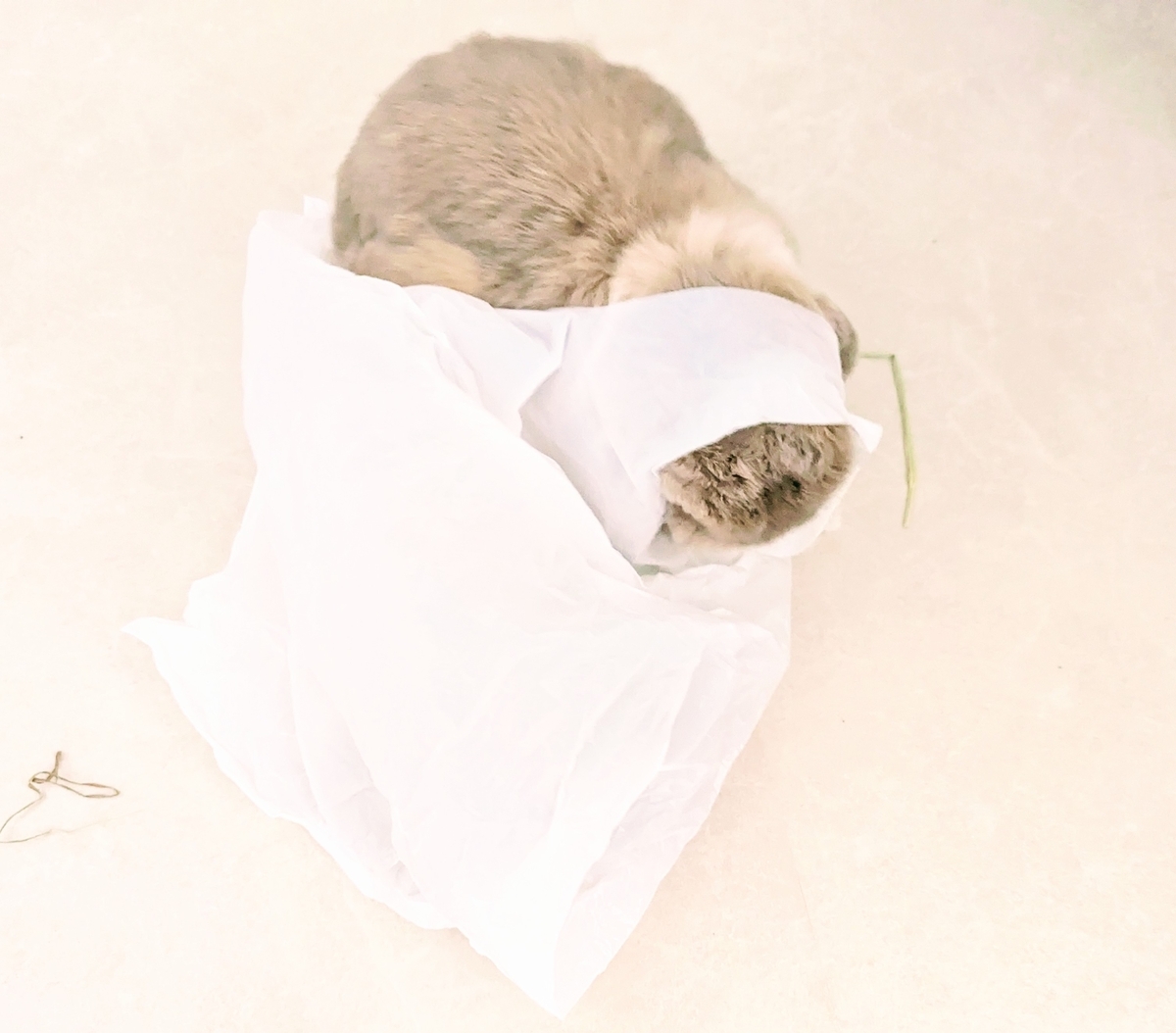 うさぎ