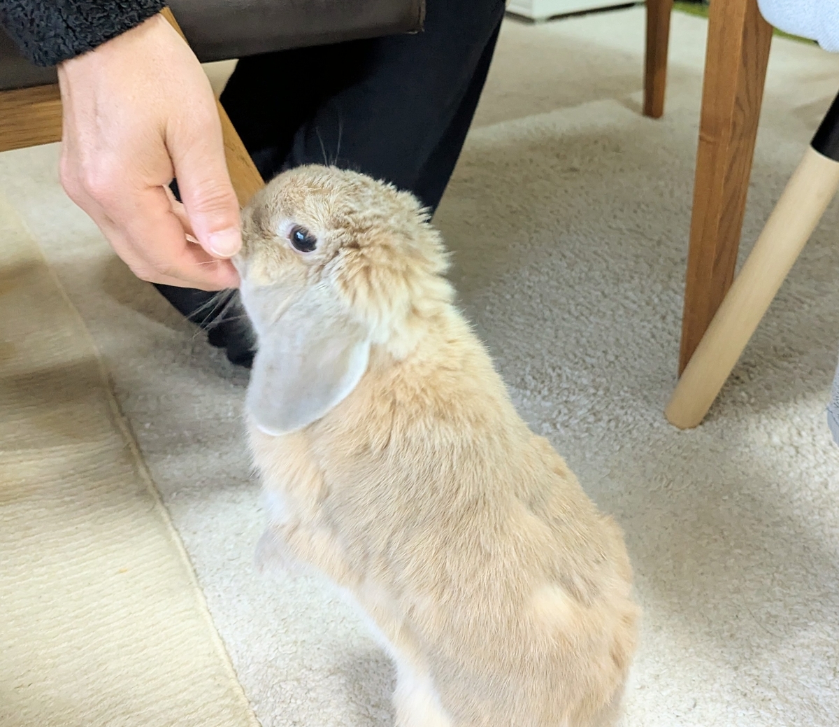 うさぎ