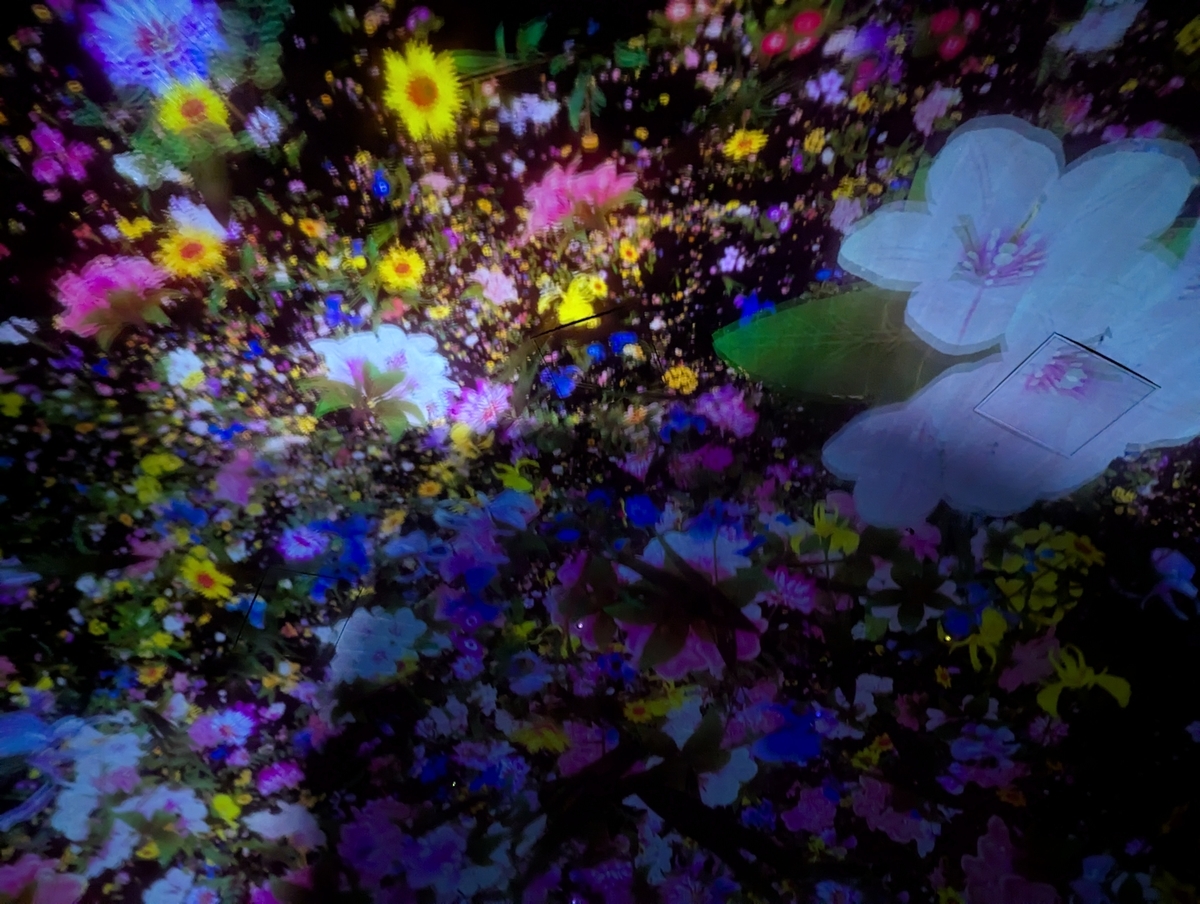 花の映像