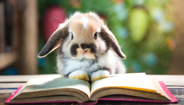 本を読むうさぎ