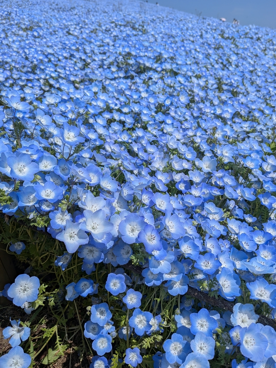 ネモフィラ