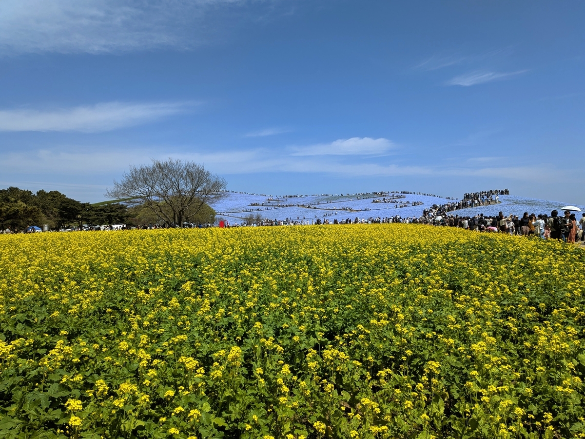 ネモフィラと菜の花