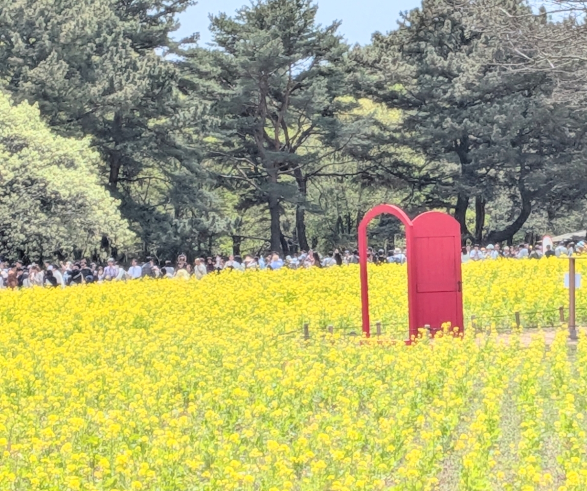 菜の花とドア