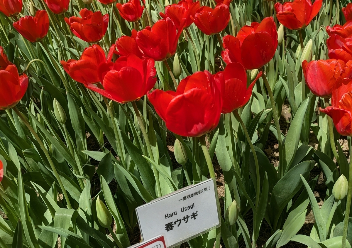 チューリップ