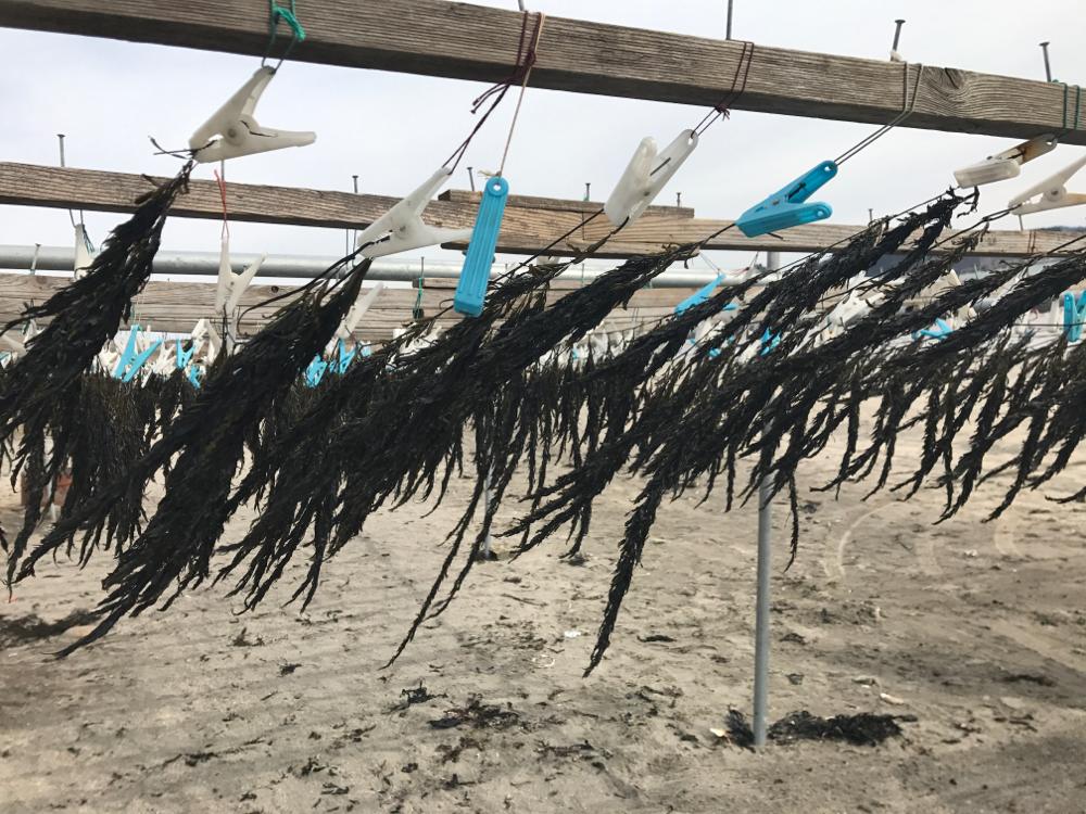 たい焼きなみへい〜OKASHI 0467〜由比ケ浜散歩 たい焼きなみへい〜OKASHI 0467〜由比ケ浜散歩