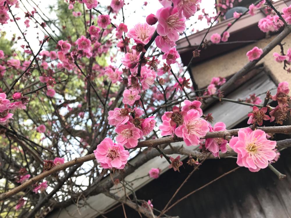 たい焼きなみへい〜OKASHI 0467〜由比ケ浜散歩 たい焼きなみへい〜OKASHI 0467〜由比ケ浜散歩