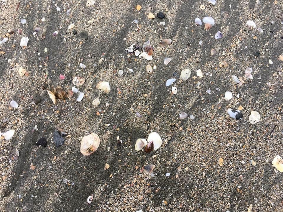 たい焼きなみへい〜OKASHI 0467〜由比ケ浜散歩 たい焼きなみへい〜OKASHI 0467〜由比ケ浜散歩