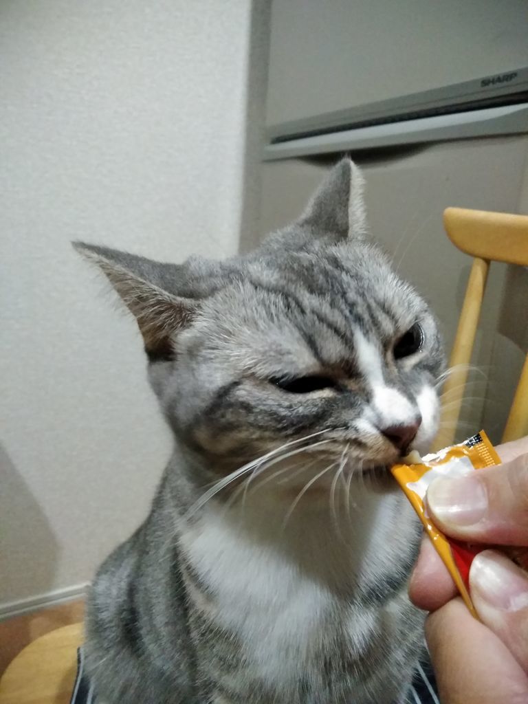 険しい顔でチュールを食べる猫 笑 Coco S Beauty Life