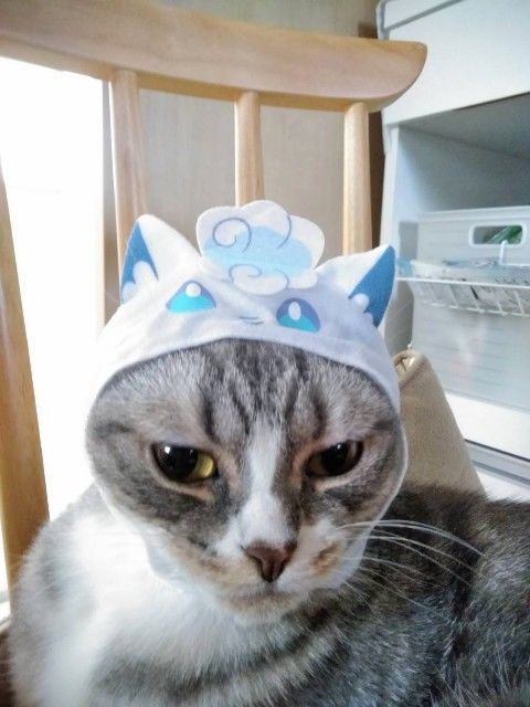 ガチャガチャ 猫のかぶりもの ポケモン Coco S Beauty Life