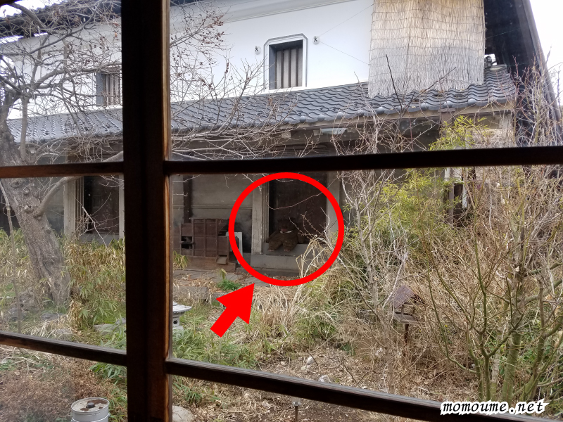 井泉庵 小諸市 隣のお家