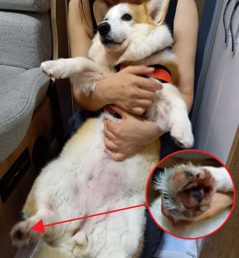 負傷して爪のはがれたコーギー犬ウメ
