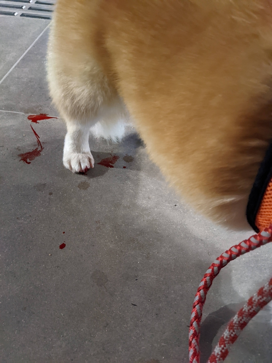コーギ犬ウメ大量出血