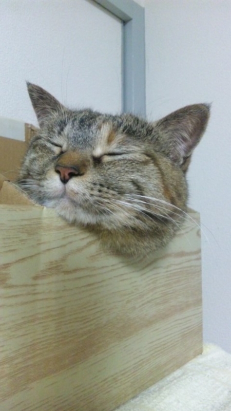 20120210004908