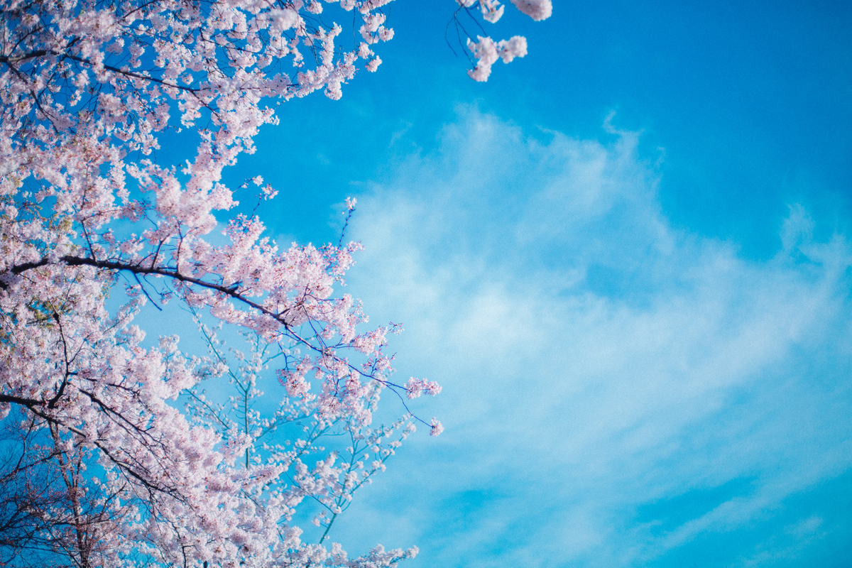 f:id:cocoro13:20190707113714j:plain