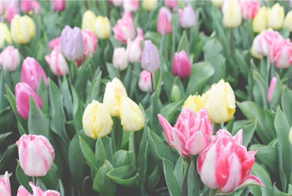 f:id:cocoro_39:20190328173231j:image