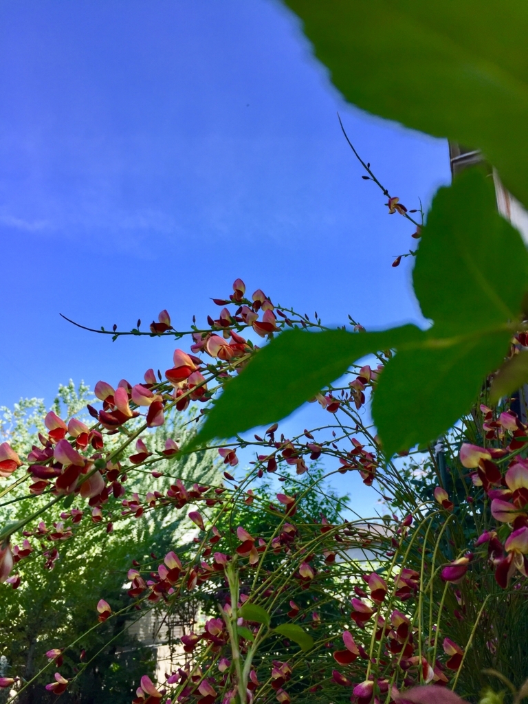 f:id:cocoroha:20180519142453j:plain f:id:cocoroha:20180519142453j:plain