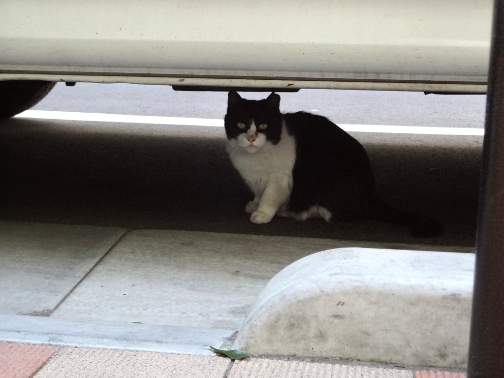 過去散歩回想写真〜猫散歩その1 - こころもちろん〜たるをしる