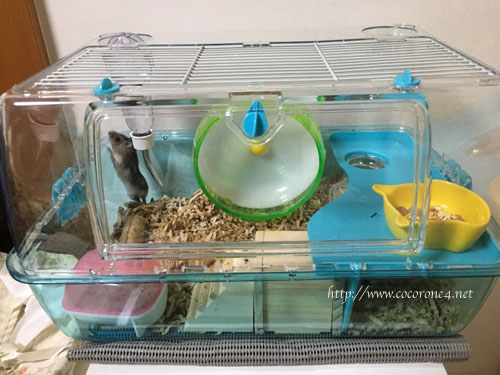 f:id:cocorone2018:20181015231629j:plain