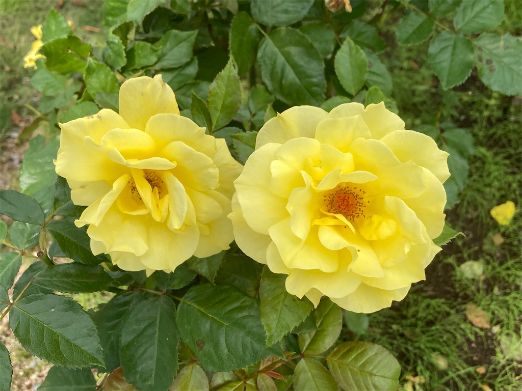 f:id:cocorony:20211015114212j:image f:id:cocorony:20211015114212j:image