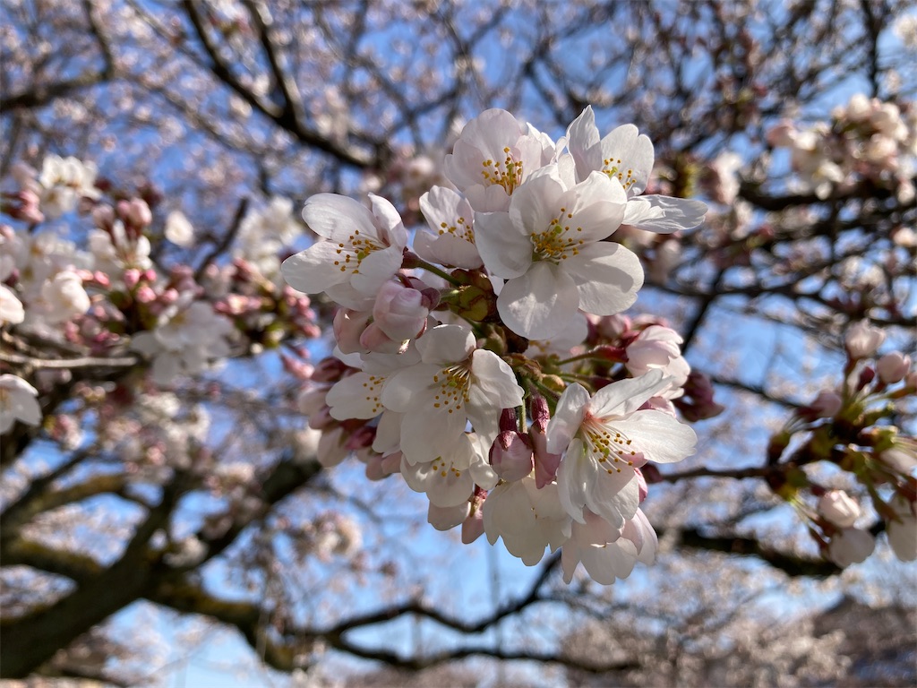 f:id:cocorony:20220405153339j:image f:id:cocorony:20220405153339j:image
